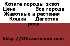 Котята породы экзот › Цена ­ 7 000 - Все города Животные и растения » Кошки   . Дагестан респ.